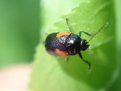 Cryptocephalus pinicolus