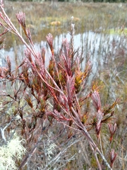 Dracophyllum oliveri