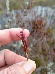 Dracophyllum oliveri