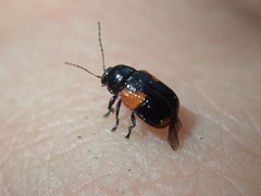 Cryptocephalus pinicolus