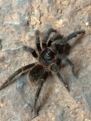 Homoeomma uruguayense