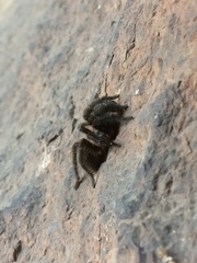 Homoeomma uruguayense