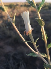Mentzelia strictissima