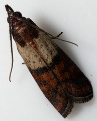 Plodia interpunctella