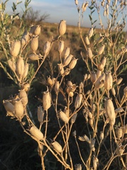 Mentzelia strictissima