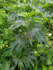 Leonurus quinquelobatus