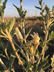 Mentzelia strictissima