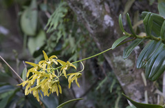 Dendrobium tokai