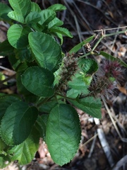 Acalypha communis