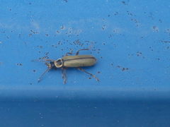 Metacantharis clypeata