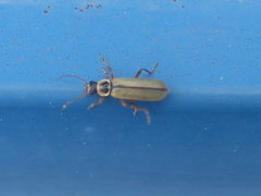 Metacantharis clypeata