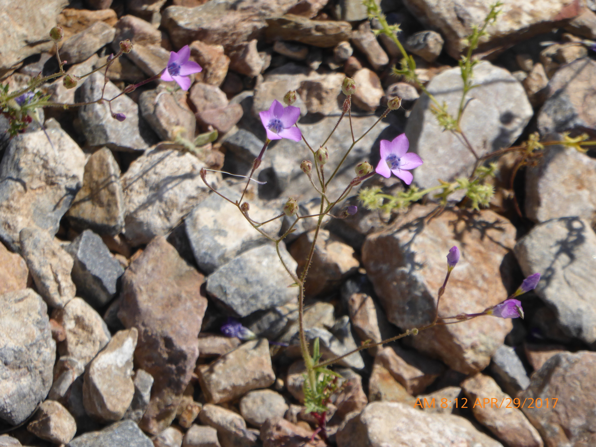 Gilia cana ssp. speciformis