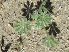 Lupinus shockleyi