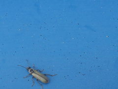 Metacantharis clypeata