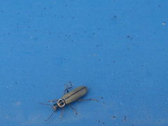 Metacantharis clypeata