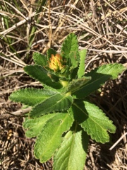 Sinningia allagophylla