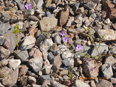 Gilia cana