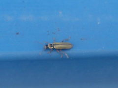 Metacantharis clypeata