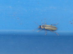 Metacantharis clypeata