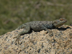 Agama tassiliensis