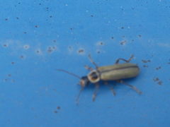 Metacantharis clypeata