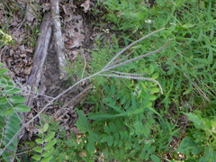 Amorpha paniculata