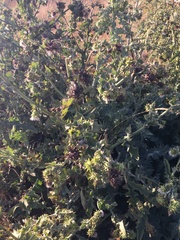 Cirsium fontinale obispoense