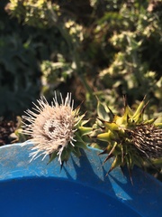 Cirsium fontinale obispoense