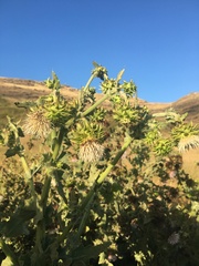 Cirsium fontinale obispoense