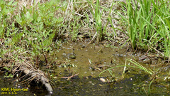 Lithobates catesbeianus