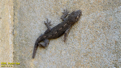 Gekko japonicus