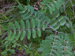 Amorpha paniculata