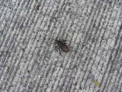 Hygia lativentris