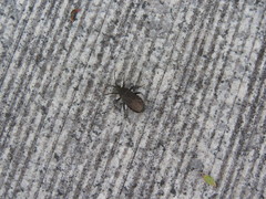 Hygia lativentris