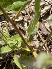 Crocanthemum propinquum