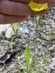 Crocanthemum propinquum
