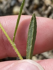 Crocanthemum propinquum