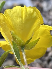 Crocanthemum propinquum