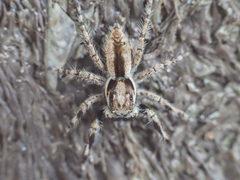 Menemerus bivittatus