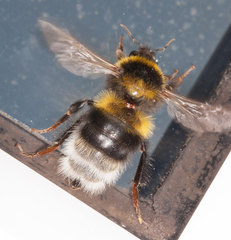 Bombus ruderatus