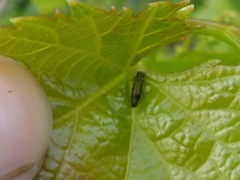 Agrilus derasofasciatus