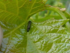 Agrilus derasofasciatus