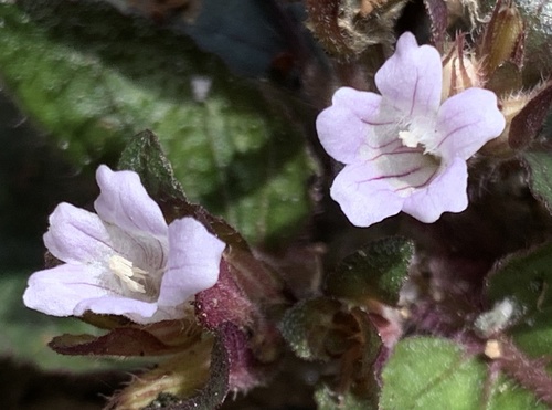 How to identify Strobilanthes reptans (G.Forst.) Moylan ex Y.F.Deng & J.R.I.Wood