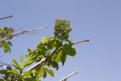 Sambucus kamtschatica