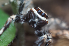 Menemerus bivittatus