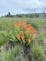 Castilleja hispida acuta