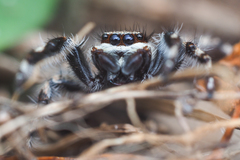 Menemerus bivittatus