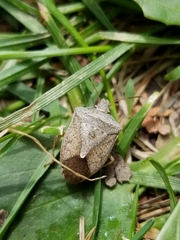 Euschistus servus euschistoides