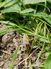 Euschistus servus euschistoides