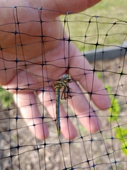Arigomphus